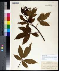Rubus argutus image
