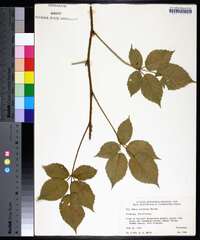 Rubus montensis image