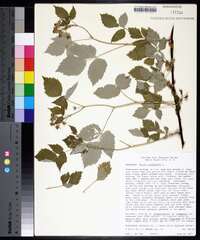 Rubus occidentalis image