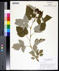 Rubus occidentalis image