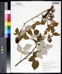 Rubus occidentalis image