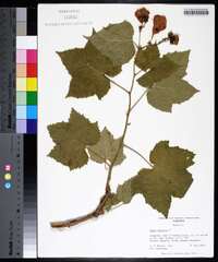 Rubus odoratus image