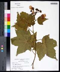 Rubus odoratus image