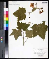 Rubus odoratus image