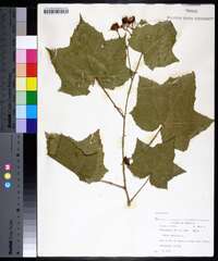 Rubus odoratus image