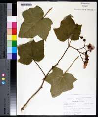 Rubus odoratus image