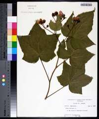 Rubus odoratus image