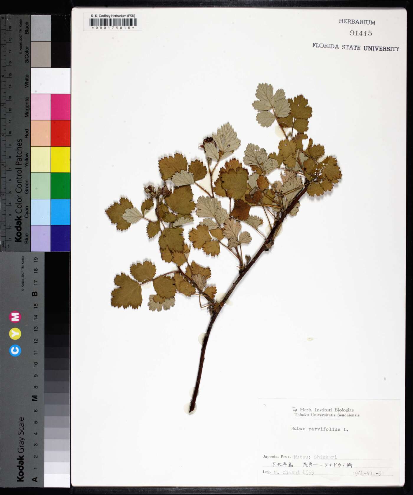 Rubus parvifolius image