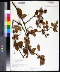 Rubus pensilvanicus image