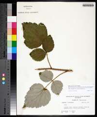 Rubus phoenicolasius image