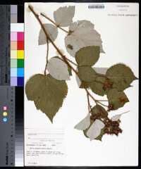 Rubus phoenicolasius image