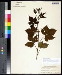 Rubus plicatifolius image