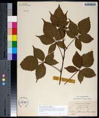 Rubus frondosus image