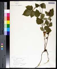 Rubus setosus image