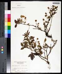 Rubus trivialis image