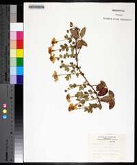 Rubus trivialis image