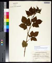 Rubus plicatifolius image