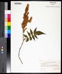 Sorbaria sorbifolia image