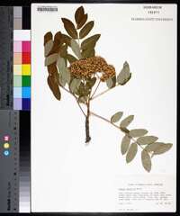 Sorbus americana image