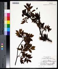 Sorbus americana image