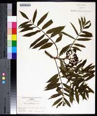 Sorbus americana image