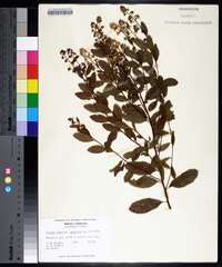 Spiraea alba image