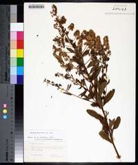 Spiraea alba image