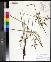 Cyperus iria image