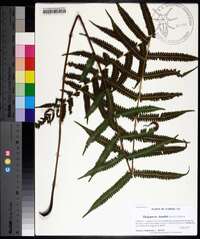 Thelypteris kunthii image