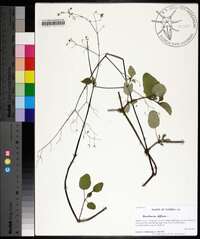 Boerhavia diffusa image