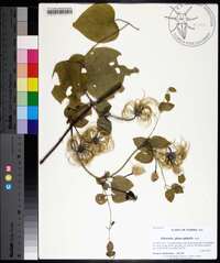 Clematis glaucophylla image