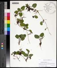 Centella asiatica image