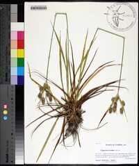 Cyperus ovatus image