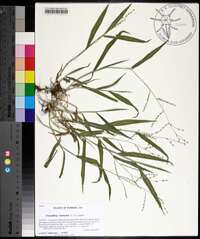 Urochloa ramosa image