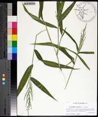 Urochloa ramosa image