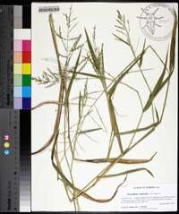 Urochloa ramosa image