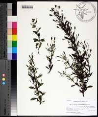 Mecardonia acuminata image