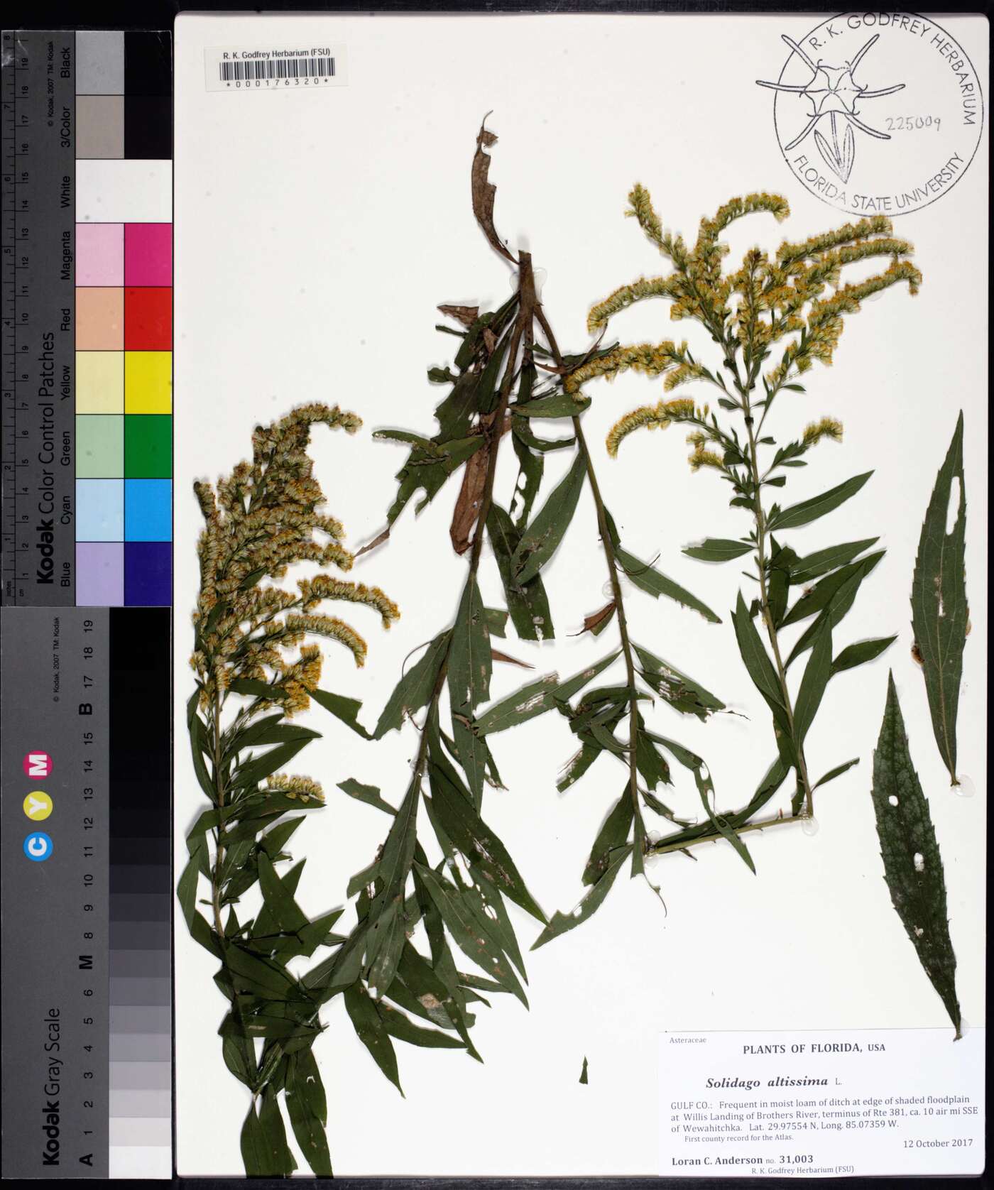 Solidago aestivalis image