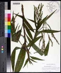 Persicaria glabra image