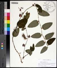 Smilax pumila image