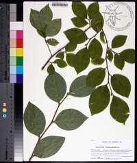 Stewartia malacodendron image