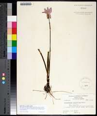 Zephyranthes grandiflora image