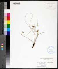 Hypoxis juncea image