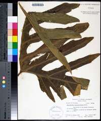 Philodendron bipinnatifidum image