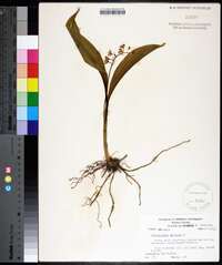 Convallaria majalis image