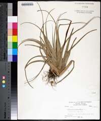 Tillandsia fasciculata image