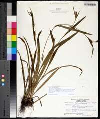 Carex abscondita image