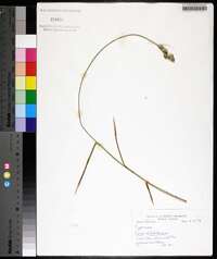 Carex albolutescens image