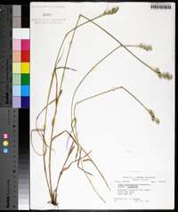 Carex albolutescens image