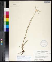 Rhynchospora colorata image